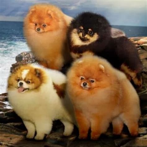 These pint-sized pooches weigh 37 pounds, making them the smallest of the spitz (or Nordic) dog breeds, but they have the demeanor of a much more formidable canine. . Chars poms